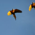 Tambopata papegaaien